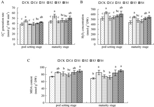 Figure 3. Effects of the application of exogenous NO at different growth stages (S1, sowing stage; S2, seedling stage; S3, flowering stage; S4, pod setting stage) on generation rate (A), H2O2 (B), and MDA content (C) in leaves of peanut grown in 50 mg kg−1 Cd-contaminated soil. These indexes were investigated at seedling, flowering, and pod setting stages. Values are the mean of three replicates. Bars with different letters are significantly different at p <0.05.