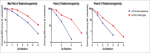 Figure 3. Radiosensitivity of ATM-deficient pancreatic cancer cells. Cells were plated at 96 wells and irradiated. After 14–21 days, positive wells were counted as those with one or more colonies of >50 cells, cloning efficiencies were calculated for each condition, and normalized to the untreated cells of each cell line.