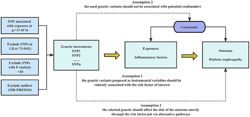 Figure 1 Overview and assumptions of the Mendelian randomization study design. The MR design was used to explore the causal association between inflammatory factors and DN risk. The MR design satisfies three major assumptions: 1). SNPs are strongly correlated with inflammatory factors; 2). SNPs are irrelevant to the confounder; 3). SNPs affect DN merely via exposure.