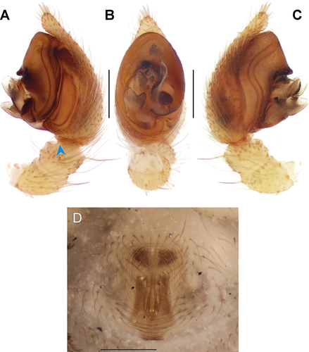 Figure 4. Copulatory organs of Oecobius navus. (A) male palp, retrolateral; (B) same, ventral; (C) same, prolateral; (D) intact epigyne, ventral. (C), (D) reproduced from Zamani and Marusik (Citation2018). Arrow points to the tibial apophysis. Scale bars = 0.2 mm.