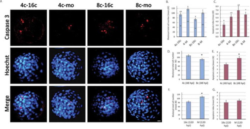 Figure 9. Influence of cleavage pattern on embryo quality. Images show caspase 3 (555) and Hoechst staining of blastocysts derived from 4c–16c, 4c–mo, 8c–16c and 8c–mo patterns (A). Bar indicate 20 µm. (B, C) Graphs show blastocyst cell number (B) and apoptosis index (C) of the main success patterns (n = 116 blastocysts, 21–38 per group). Different letters indicate statistical difference. (D, E) Graphs show blastocyst cell number (D) and apoptosis index (E) based on 48 hpi pattern (4c or 8c, n = 116 blastocysts, 57–59 per group). (F, G) Graphs show blastocyst cell number (F) and apoptosis index (G) based on 120 hpi pattern (16c or M, n = 116 blastocysts, 43–73 per group). (D, E, F, G) Asterisks indicate statistical difference.
