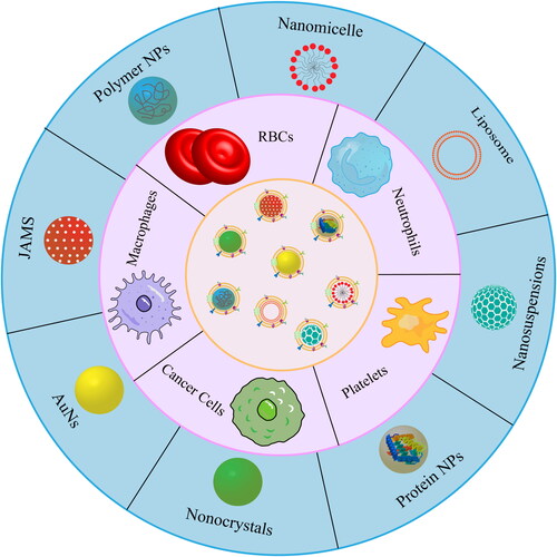 Figure 2. Cell-derived biomimetic nanocarriers used in disease treatment. Original image created by author(s).
