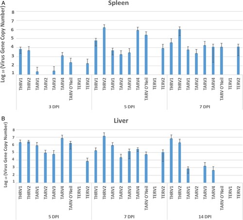 Figure 4. Means of log10 of virus gene copy number in (A) spleen at 3-, 5- and 7- days post infection and (B) liver at 5-, 7-, and 14-days post inoculation and in tendons at 14-, 21-, and 28-days post inoculation.