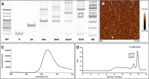 Figure 1 Preparation and Characterization of DCN. (A) Characterization of the DCN self-assembly process by PAGE. M1, 50 bp marker. M2, 20 bp marker; (B) AFM image of DCN. Scale bar: 50 nm; (C) FRET analysis of DCN. A FRET pair (Cy3 and Cy5) was designed on the same vertex of DCN, and FRET effect could be observed during the assembly of DCN; (D) HPLC analysis of DCN, and the retention time was about 14 min.