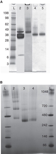 Figure 2. (A) SDS-PAGE of purified GlyR. The second lane displays construct 1 with a distinct band for GlyR between the marker at 38 and 49 kDa and significant degradation products at 38 and 7 kDa. Construct 2 shows a significant reduction of degradation products visualized by a faint band at 38 kDa in addition to the dominant band between the marker at 38 and 49 kDa (lane 3). The last two lanes represent construct 3 and 4, where only a single band characteristic for GlyR is observed. (B) Blue-Native PAGE of construct 2–4. For construct 2 (lane 2), several equally strong bands at higher molecular weights were observed indicating protein aggregation. The other two constructs (lane 3, 4) solely show a strong band between 242 and 480 kDa, characteristic for the pentameric complex.