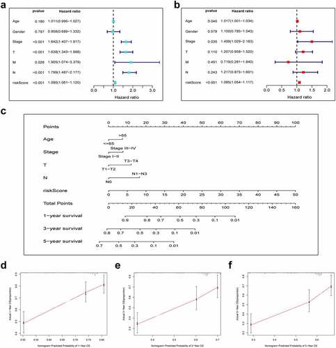 Figure 5. Combination of pyroptosis-related lncRNAs (PRlncRNAs) and clinical characteristics in predicting LUAD prognosis. (a) Univariate and (b) multivariate Cox regression methods for independent prognostic analysis of risk model; (c) Nomogram constructed to predict OS rates at 1, 3 and 5 years; (d-f) The nomogram calibration curves on consistency between predicted and observed 1‐, 3‐, and 5-year survival