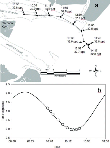 FIGURE 4 (a) Continuous track of fish 405, displaying tidal movement typical of all Atlantic Tripletails that were monitored within the Ossabaw Sound Estuary, Georgia (sequential fish locations [black circles] and corresponding time and salinity [ppt = ‰] are indicated); and (b) tide height (white circles) associated with each of the fish locations depicted in panel (a).