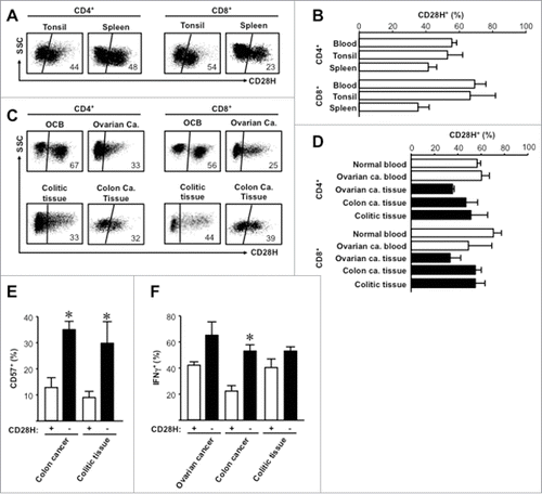 Figure 4. CD28H expression on tissue T cell subsets. (A, B) Representative flow cytometric plots for isotype and anti-CD28H staining (A) and the percentages + SEM of CD28H expression (D) on secondary lymphoid tissue T cells. 4–6 donors. (C, D) Representative flow cytometric plots for isotype and anti-CD28H staining (C) and the percentages + SEM of CD28H expression (D) on pathological tissue T cells. 4–6 donors. (E, F) The mean percentages + SEM of CD57 (E) and IFNγ (F) expressing CD8+ T cells in CD28H+ and CD28H− subsets from pathological tissue T cells. 4–6 donors, *, P < 0.05. OCB, blood from ovarian cancer patient; Ca, Cancer.