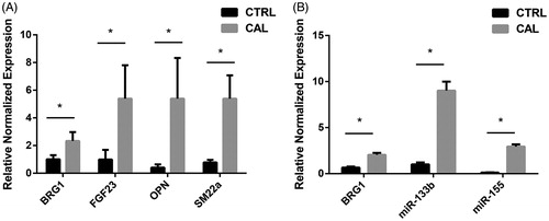 Figure 5. (A) Real-time PCR analysis. The relative normalized expression of Smarca4, miR-155 and miR-133b between normal control group and VC group. (B) The relative normalized expression of Smarca4, FGF23, OPN and SM22α between normal control group and VC group.