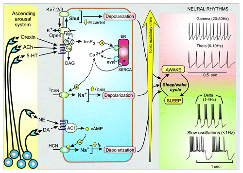 Figure 1. Tonic excitatory drive and control of neuronal rhythms. The ascending arousal system releases transmitters such as orexin, acetylcholine (ACh), 5-hydroxytryptamine (5-HT), norepinephrine (NE) and dopamine (DA) that activate signaling systems that control neural rhythms that occur during the sleep/wake cycle. The tonic excitatory drive mechanisms depend on membrane depolarization that results from closing the KV7.2/KV7.3 channels responsible for the M current, the opening of the Ca2+-activated non-specific cation channel (ICAN) and the hyperpolarizing-activated cyclic nucleotide-gated (HCN) channel responsible for the Ih current.