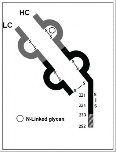 Figure 12. Sketch of the aberrant IgG fragment resulted from the -1 frameshift in Mab-1. IgG variable regions are shown in gray; IgG constant regions are shown in black; the novel amino acid sequence region HC (233-252) resulted from the -1 frameshift is shown as hatched box.