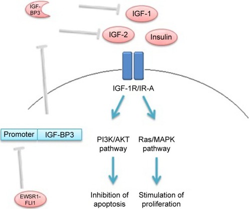 Figure 1 Schematic overview of the effect of EWSR1-FLI1oncoprotein on IGF-1 pathway in Ewing sarcoma cells.