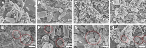 Figure 7 SEM representative images of G-CSC during different degradation times (A: 1 day, B: 3 days, C: 7 days, D: 14 days) and G/TiO2-CSC during different degradation times (E: 1 day, F: 3 days, G: 7 days, H: 14 days).Note: TiO2 microspheres were depicted by red dotted circles.Abbreviations: SEM, scanning electron microscopy; G-CSC, gentamicin-calcium sulfate cement; G/TiO2, gentamicin/TiO2.