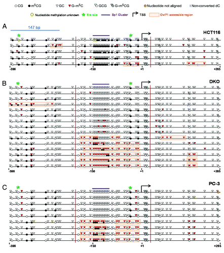 Figure 8. MAPit analysis of MAGEA11 promoter nucleosome occupancy. MAPit data were analyzed using MethylViewerCitation37. Each row indicates one individual sequenced allele, and the approximate nucleotide coordinates in relation to the TSS are indicated below each data panel. The key to symbols used is shown at top. The areas highlighted orange indicate CviP1-accessible regions (e.g., nucleosome-free regions) and were defined according to the “3 + 2 rule,” i.e., regions of three consecutive G-m5C sites broken by two consecutive GC sites. The vertical magenta lines delineate the termini of the region analyzed by traditional bisulfite clonal sequencing in Supplemental Figure 2 (for HCT116 and DKO) and Figure 3 (for PC-3). (A) HCT116 cells. (B) DKO cells. (C) PC-3 cells.