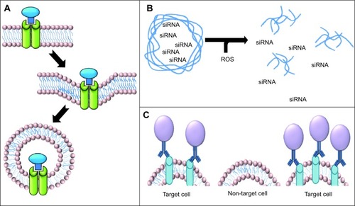 Figure 4 Specific cellular delivery. (A) Receptor-mediated endocytosis involves the use of a specific ligand to a receptor that is preferentially expressed in the pathological tissue. (B) Inflammatory mediators can be utilized in order to cause degradation of the carrier in the region of the inflammation and release the payload. (C) Antibody targeting involved the use of a specific antibody directed against a protein of interest that is specifically expressed in pathological cells but not in nonpathological cells.Abbreviations: siRNA, small interfering RNA; ROS, reactive oxygen species