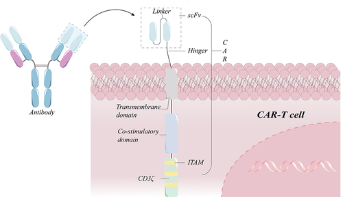 Figure 1 Schematic diagram of a standard second-generation CAR-T cell structure. A chimeric antigen receptor (CAR) has a heavy chain variable region (VH) and a light chain variable region (VL) in the sequence of an antibody against a target antigen. The hinge region links the transmembrane domain to the intracellular co-stimulatory domain and the CD3 signaling domain. If the scFv identifies the target antigen, it stimulates the signaling and co-stimulatory domains in order to promote sustained T cell proliferation and effector functions.