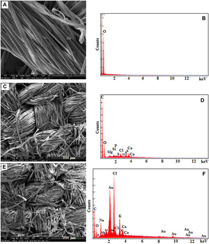 Figure 7 SEM with EDAX images of (A and B) uncoated cotton, (C and D) neat extract-coated cotton and (E and F) extract containing AuNPs-coated cotton.Abbreviations: SEM, scanning electron microscope; EDAX, energy dispersive analysis of X-rays; AuNPs, gold nanoparticles.
