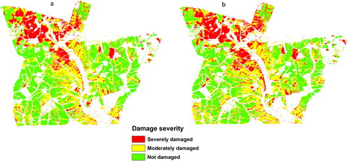 Figure 8. Spatial distribution of severity damage of sugarcane plants as on, (a) 7 and (b) 15 January 2022 from normalized three-stage indices.