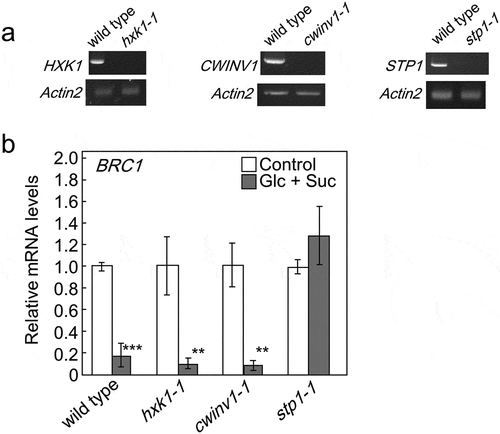Figure 2. Identification of a sugar signaling factor involved in BRC1 regulation. The steady-state amount of HXK1 mRNA in the basal tissues of hxk1-1 mutants, CWINV1 mRNA in cwinv1-1, and STP1 mRNA in stp1-1 mutants relative to those in wild-type plants by RT-PCR (a). Similar results were obtained in three independent experiments. Transcript levels of BRC1 in basal tissues of 5-week-old wild-type and mutant plants treated for 24 h with hydroponic medium containing a mixture of glucose and sucrose or no sugar (b). Error bars indicate SE (n = 3 or 4). Asterisks indicate genotypes that are significantly different from each control plant (ANOVA, Dunnett’s test, **P < 0.01, ***P< 0.001).