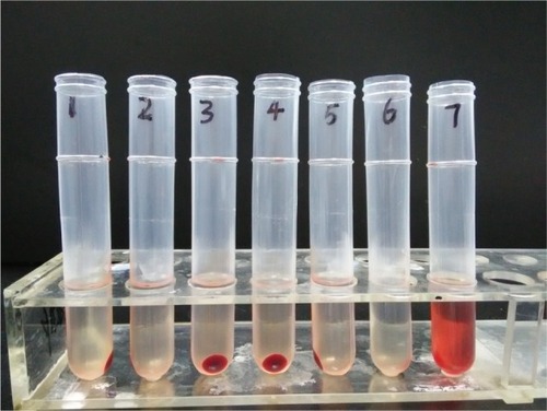 Figure 6 Hemolysis test results of CPN-PDR observed by naked eye.Abbreviations: CMCS, o-carboxymethyl-chitosan; PEG, poly(ethylene glycol); NGR, aspargine-glycine-arginine peptide; CPN, CMCS-PEG-NGR; CPN-PDR, CPN-coated Dox and siRNA co-loaded nanoparticles.