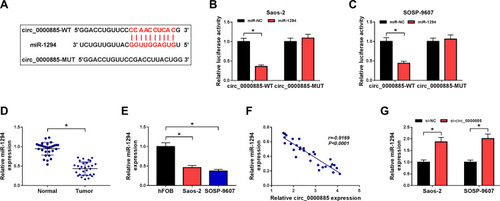 Figure 3 Circ_0000885 directly targeted miR-1294 in OS. (A) Predicted binding sites or mutant binding sites in circ_0000885 for miR-1294 were shown. (B and C) The luciferase activity of circ_0000885-WT or circ_0000885-MUT was measured using the dual-luciferase reporter assay. (D) The expression of miR-1294 in OS tumor tissues (Tumor) and matched normal tissues (Normal) was determined by qRT-PCR. (E) MiR-1294 expression in OS cells (Saos-2 and SOSP-9607) and hFOB cells was measured using qRT-PCR. (F) The correlation between circ_0000885 and miR-1294 was analyzed via Pearson correlation analysis. (G) QRT-PCR was employed to assess the miR-1294 expression in Saos-2 and SOSP-9607 cells transfected with si-circ_0000885 or si-NC. *P < 0.05.Abbreviations: OS, osteosarcoma; WT, wild-type; MUT, mutant-type; NC, negative control; si, small interfering RNA; qRT-PCR, quantitative real-time polymerase chain reaction.