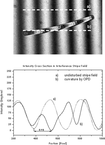 Fig. 1. Phormidium sp. in the monochromatic (λ = 546 nm) stripe field of the Leitz Dualbeam microinterferometer. The optical path difference (OPD) caused by the object leads to a curvature in the interference stripe. The distance between the undisturbed stripes is the direct measure of the OPD and can be read out directly from the image.