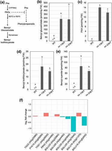 Figure 1. Glucosinolate turnover occurs in vivo without tissue disruption. (a) A schematic diagram of PAOx metabolism and benzyl glucosinolate degradation into benzyl isothiocyanate in Arabidopsis thaliana. In addition to the shown pathways, PAOx can also act as a precursor for PAA. (b) Benzyl glucosinolate, (c) PAA, (d) benzyl isothiocyanate, and (e) benzyl cyanide content of WT, ref2, and CYP79A2 overexpression lines. All metabolite data was collected from 2-week-old whole seedlings grown on MS plates. Benzyl glucosinolate content was determined via HPLC, while all other metabolites were analyzed via GC-MS. Data represents mean ± SD (n = 3). The means were compared by one-way ANOVA and statistically significant differences (P < .05) were identified by Tukey’s test and are indicated by letters to represent differences among groups. (f) Expression levels (log2 fold change) of myrosinase and β-glucosidase genes in CYP79A2 overexpression line ox-2 compared with wild-type. TGG3, 4, 5, and 6 were not expressed in our samples. Expression levels were calculated using published RNAseq data (PRJNA682862).Citation5