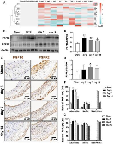 Figure 1 Secretory FGFs and their FGFRs expressions in balloon-injured rat left carotid artery. The balloon injuries were performed in rat LCA. The whole LCA were harvested at times as indicated post injury for qPCR (A), Western blotting (B) and IHC (E). (A) The mRNA fold change of 15 FGFs and 4 FGFRs were organized into a heat-map. Red box indexes the FGF10 and FGFR2. (B–D) Representative Western blotting (B) images and quantitative analyses of FGF10 and FGFR2 protein expression in the whole LCA (C and D) were shown. (E–G) Representative IHC images (E) and summaries of FGF10 positive cells and FGFR2 stained cells (E and G) were illustrated. Bar=50μm. n=6. *p<0.05 and **p<0.01 vs Ctl.