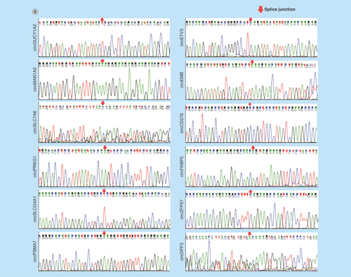 Figure 3.  Validation of differentially expressed circular RNAs in prostate cancer cell lines.(A) The relative expression levels of significantly up- and down-regulated circRNAs in RWPE-1, 22RV1 and PC3 cell lines by real-time qPCR. (B) The Sanger sequencing results of 12 circRNAs PCR amplified products selected randomly. (C) Real-time qPCR results of circRNAs in PCa cells treated with RNase R. The amount of circRNAs was normalized to the value measured in the mock treatment.circRNA: Circular RNA.