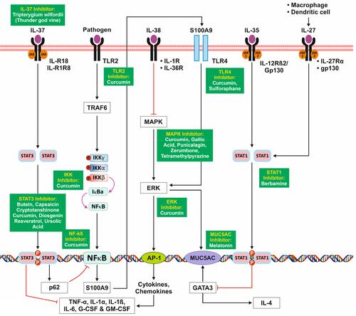 Figure 7 Signaling Pathways of Anti-Inflammatory Cytokines.