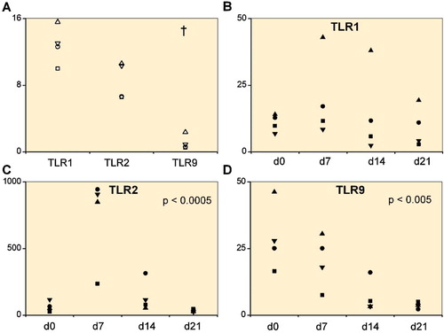 Figure 1. A. Toll-like receptors TLR1, TLR2, and TLR9 in 4 primary chondrocyte isolates. B–D. 4 mesenchymal stem cell lines (day 0) differentiating via a progenitor stage (days 7 and 14) to chondrocytes (day 21). Quantitative real-time polymerase chain reaction was used to measure the mRNA copy numbers per 106 β-actin copies. In primary chondrocyte isolates, TLR1 and TLR2 mRNA levels were higher than TLR9 mRNA levels († p < 0.001). Overall changes in TLR2 and TLR9 mRNA expression were significant during chondrogenesis.