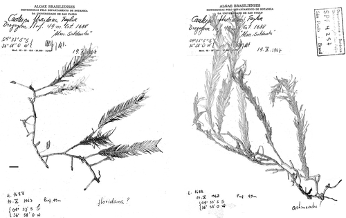 Fig. 9. Herbarium sheets of specimen SPF04257 reported as Caulerpa floridana W.R. Taylor by Joly et al. (Citation1976) from Ceará State, Brazil. Note pencil markings ‘floridana ?’ and ‘ashmeadii ?’ on the left and right thalli, respectively. Specimen maintained at SPF. Scale bar: 1 cm.