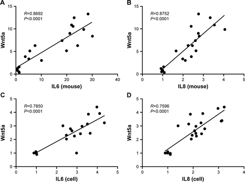 Figure S3 Correlation between levels of Wnt5a and inflammatory factors (IL6 and IL8) in mice and 16HBE cells.Notes: (A, B) Correlation between levels of Wnt5a and IL6/IL8 in mice (n=5 mice/group); (C, D) correlation between levels of Wnt5a and IL6/IL8 in 16HBE cells. Data represent the relative mRNA expressions of Wnt5a and inflammatory factors in mice or cells. Pearson or Spearman analysis was used to calculate correlation (R)- and P-values.Abbreviations: PM2.5, particulate matter ≤2.5 μm; 16HBE, 16 human bronchial epithelial cells.