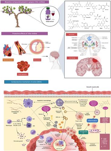 Figure 5 Bioactive compounds present in grapes (Vitis vinifera) and its mechanisms of action in cardioprotection. Grape extracts significantly reduced cardiac and brain ischemia-induced oxidative stress. Grapes contain compounds that assist avoid oxidative stress, thus resulted in a significant impact on blood lipids such as decreasing LDL-oxidation (LDL-ox) and substantially enhance endothelial function. Additionally, it contributes to platelet aggregation inhibition, inflammation, and blood pressure reduction by decreasing endothelin-1 (ET-1) secretion and increasing endothelial nitric oxide synthase (eNOS) levels.