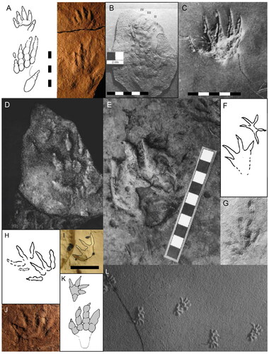 Figure 4. Ichnofossils assigned to synapsid and crocodylomorph trackmakers comparison: A, Synaptichnium (from Avanzini & Mietto, Citation2008); B, Synaptichnium (King et al., Citation2005); C, Dicynodontipus (from Retallack, Citation1996); D, Sederipes ‘Morphotype C’ (from Stanford et al., Citation2018); E, ‘Morphotype Civ; (from Romano & Whyte, Citation2010); F, Crocodylopodus (from Lockley & Meyer, Citation2004); G, Pooleyichnus (from Sarjeant, Citation1975); H, Schadipes (from Lockley & Foster, Citation2003); I, Koreasaltipes (from Kim et al., Citation2017); J, Catocapes (from Mateus et al., Citation2017); K, Batrachopus, (from Avanzini et al., Citation2007); L, Ameghinichnus (from deValais, 2009). Scale equals 50 mm in C, same scale as in C for: C-D, F-H, J-L. Scale equals 100 mm in E. Scale equals 10 mm in I.