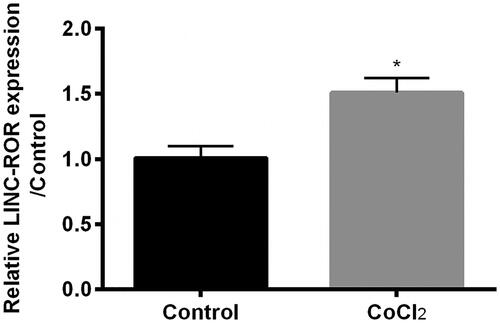 Figure 2. Cobalt chloride (CoCl2) induced expression of lncRNA regulator of reprogramming (ROR). The expression of ROR was detected using qRT-PCR. All data demonstrated as mean + standard deviation (SD) of three replicates. *p < .05 indicated significant difference.