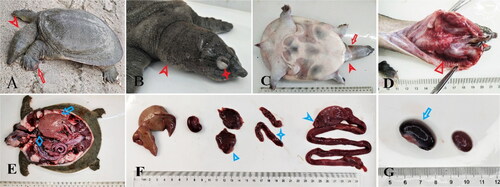 Figure 1. Clinical symptoms of diseased Pelodiscus sinensis. (A) Leaving the water body, the skin was congested (arrow). (B) Neck swelling (sign), eyelid swelling (asterisk). (C) Skin hyperemia (arrow), neck swelling (sign). (D) Redness of oral mucosa and gill-like tissue (triangle) (E) Enlarged liver(arrow). (F) kidney hemorrhage (triangle), ovarian hemorrhage(asterisk), bleeding from the external wall of the gastrointestinal tract (sign). (G)The spleen is hemorrhagic and enlarged (arrow).