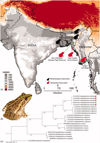 Figure 1. (A) Map showing the updated distribution of H. litoralis with the new altitude record and range-extension in northeast India. (B) Live photograph of H. litoralis collected from Mizoram state in northeast India. (C) Bayesian phylogeny based on partial mtCytb gene inferred the relationship of H. litoralis with other Hoplobatrachus congeners.