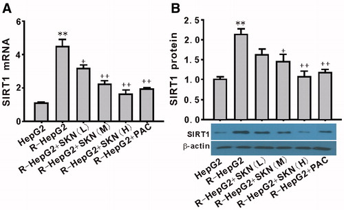 Figure 4. Effect of shikonin on the expression of SIRT1 in R-HepG2. Both the mRNA (A) and the protein (B) expression of SIRT1 were downregulated by shikonin. Values are mean ± SEM (n = 3). **p < 0.01 compared with HepG2; +p < 0.05, ++p < 0.01 compared with R-HepG2. R-HepG2, drug resistance-HepG2 induced by the overexpression of SIRT1; SKN (L), shikonin (10−7 mol/L); SKN (M), shikonin (10−6 mol/L); SKN (H), shikonin (10−5 mol/L); PAC, paclitaxel (10−5 mol/L).