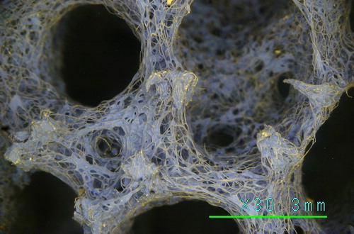 Figure 10. The sponge in the Museum of Modern Art before cleaning tests. Note the presence of fibers without color and of dust deposits.