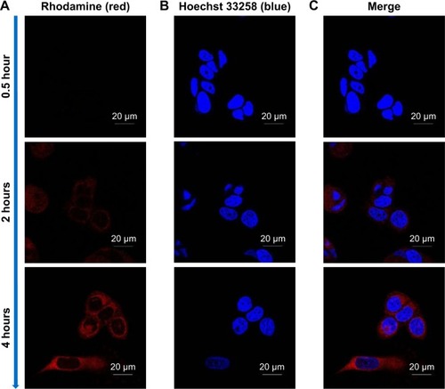 Figure 5 Confocal laser scanning microscopy of uptake of SN38-loaded targeted liposome in MCF7 cells after treatment for 0.5, 2, and 4 hours.Notes: (A) Rhodamine channels showing red fluorescence from liposomes distributed; (B) Hoechst 33258 channels showing blue fluorescence from Hoechst 33258-stained nuclei; (C) merged channels of liposomes (red) localized at MCF7 cells (blue). Magnification 1,000×.
