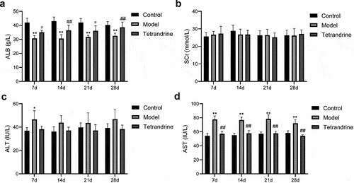 Figure 9. After 7, 14, 21 and 28 days of tetrandrine treat, the serum content of ALB (a), SCr (b), ALT (c) and AST (d) level in control, model and tetrandrine groups. *, P < 0.05 and **, P < 0.01 vs. control group; #, P < 0.05 and ##, P < 0.01 vs. model group