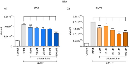 Fig. 2.  PAD inhibition reduces microvesiculation in PC3 prostate cancer and PNT2 control cells. PC3 and PNT2 cells pretreated with or without various concentrations of PAD-inhibitor chloramidine (Cl-am) were stimulated with BzATP and incubated at 37°C for 30 min. MVs were then isolated and counted by NTA (a and b). Significant reductions in microvesicle release were detected upon treatment with Cl-am. The data are represented as the mean±SEM of 3 experiments performed in triplicates. **P<0.005 and ***P<0.001 were considered statistically significant (one-way ANOVA).