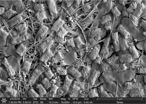 Figure S6 SEM image of bacterial agglutination by glyconanomaterial I.Abbreviation: SEM, scanning electronic microscopy.