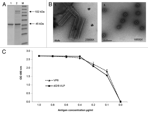 Figure 1. Characterization of the purified rVP6 and dl2/6-VLPs. (A) Purity and integrity analysis of RV rVP6 (lane 1) and dl2/6-VLPs (lane 2) with SDS-PAGE followed by PageBlue staining. Lane M illustrates molecular weight marker. Corresponding molecular weights are indicated with arrows on the right of the gel image. (B) Electron microscopy images of morphological structures assembled by RV rVP6 (panel 1) and dl2/6-VLPs (panel 2) corresponding to the SDS-PAGE lanes 1 and 2 (A) respectively. Protein structures were examined after negative staining with 3% uranyl acetate pH 4.6. (C) Evaluation of antigenicity of the purified rVP6 and dl2/6-VLPs at different concentrations with ELISA for total IgG antibodies using human polyclonal anti-rotavirus serum. Mean OD values with standard errors of duplicate wells are shown.