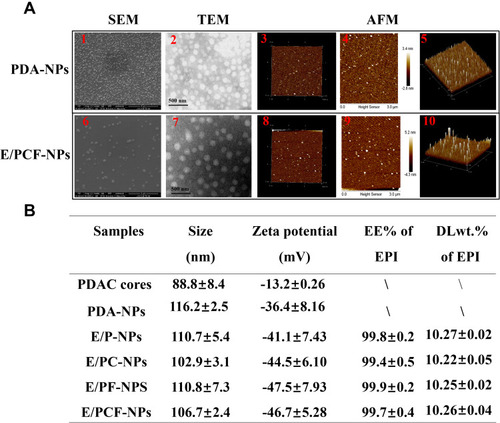 Figure 3 (A1) SEM image, (A2) TEM image, (A3) three-dimensional AFM topography image, (A4) AFM height image, and (A5) AFM three-dimensional height profile image of PDA-NPs. (A6) SEM image, (A7) TEM image, (A8) three-dimensional AFM topography image, (A9) AFM height image, and (A10) AFM three-dimensional height profile image of E/PCF-NPs. (B) Characterization of PDAC cores and EPI-containing preparations.