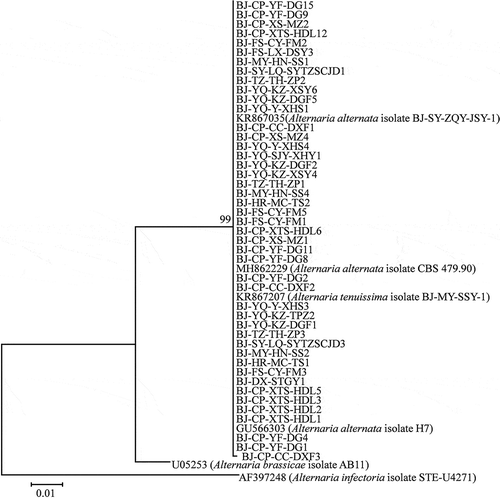 Fig. 3 Phylogenetic tree based on the ITS gene of 45 Alternaria isolates used in the pathogenicity tests in this study and six reference sequences retrieved from GenBank using the Maximum likelihood method (ML). Bootstrap values (1000 replicates) greater than 90% are shown for major lineages within the tree. The marker denotes a measurement of relative phylogenetic distance. Alternaria brassicae isolate AB11 (GenBank no. U05253) and Alternaria infectoria isolate STE-U4271 (GenBank no. AF397248) were used as outgroups.