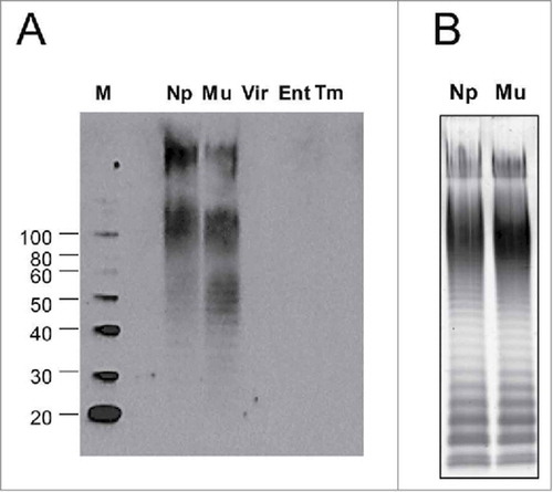 Figure 3. OPS antigen specificity of IgG antibodies in conjugate-immunized mice sera. (A) LPS extracts from various non-typhoidal Salmonella serovars described in Table 1 (Np – Newport Chile 361, Mu – Muenchen ATCC 8388, Vir – Virchow Q23, Ent – Enteritidis R11, Tm – Typhimurium D65) were transferred to PVDF membranes and probed with S. Newport COPS:FliC immune antisera. M – Molecular weight marker. (B) SDS-PAGE with Pro-Q staining for LPS from S. Newport Chile 361 (Np) or S. Muenchen ATCC 8388 (Mu)