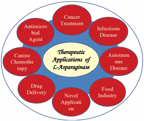 Figure 2. Various potential applications of L-asparaginase.