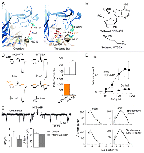 Figure 1. (A) Structural model of the binding jaw of the rP2X2 receptor built from the X-ray structures of zfP2X4 resolved in the absence (left, open jaw) and presence (right, tightened jaw) of ATP. The distance separating the α-carbons of the two histidines forming the Zn2+-binding site, and the distance between the α-carbon of the Leu186 and position 8 of adenine ring of ATP are indicated. (B) Chemical structures of NCS-ATP and MTSEA covalently tethered to Cys186 in the rP2X2 L186C mutant. R = P3O94-. (C) Representative traces (left) and corresponding pooled data (right, n = 3–5 for each condition) showing the potentiating effect of NCS-ATP (10 µM, 30 sec) or MTSEA (1 mM, 30 sec) application on ATP- (100 µM) or Zn2+- (100 µM) evoked currents on cells expressing the L186C/T339S mutant. Potentiation was defined as the ratio of Zn2+- or ATP-gated currents recorded after exposure to either NCS-ATP or MTSEA to those recorded before exposure. (D) Dose-response curves of Zn2+-evoked currents for the double mutant L186C/T339S before (EC50 = 102 ± 24 µM, nH = 1.2 ± 0.1, n = 4) and after (EC50 = 42 ± 5 µM, nH = 1.7 ± 0.2, n = 4) NCS-ATP (10 µM, 30 sec) treatment. (E) Single channel currents (upperleft) from outside-out patches expressing the double mutant L186C/T339S showing that channels open spontaneously before and after NCS-ATP treatment (10 µM, 12 sec). Corresponding dwell-time distributions (right) of open- and shut-times of channel activities (pooled data from 6 patches containing 3077 events for the control, and 7 patches containing 6872 events for the condition after NCS-ATP treatment). The open-time distribution can be best fit with two components [τ1 = 0.43 ms (87.9%), τ2 = 2.34 ms (12.1%) for control; τ1 = 0.41 ms (88.4%), τ2 = 1.88 ms (11.6%) after NCS-ATP treatment]. The shut-time distribution can be best fit with three components [τ1 = 8.48 ms (42.2%), τ2 = 39.09 ms (37.0%), τ3 = 195.9 ms (20.8%) for control; τ1 = 8.16 ms (58.3%), τ2 = 46.91 ms (31.8%), τ3 = 263.8 ms (9.9%) after NCS-ATP treatment]. Histograms (bottom left) showing the NPo and the single-channel conductance remain unaltered after NCS-ATP treatment.